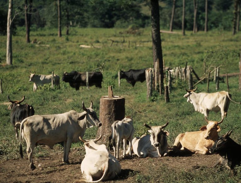 The Importance Of Agriculture, Forestry, And Land Use Changes